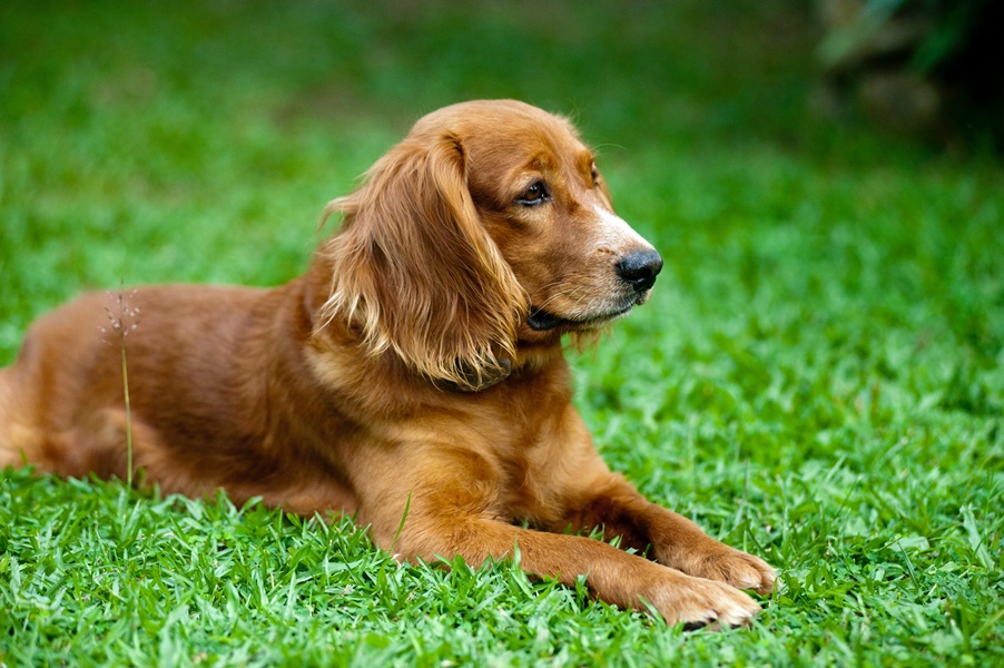 愛犬が嘔吐した時の危険性とは 嘔吐の種類 原因 対処法を徹底解説 愛犬の体調管理室