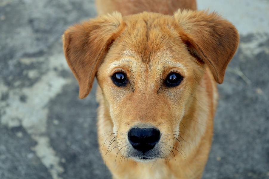 愛犬がくるくる回る本当の理由とは 考えられる病気や原因を徹底解説 愛犬の体調管理室