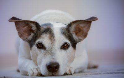 愛犬のいびきに潜む病気とは？いびきの原因と予防法を徹底解説！