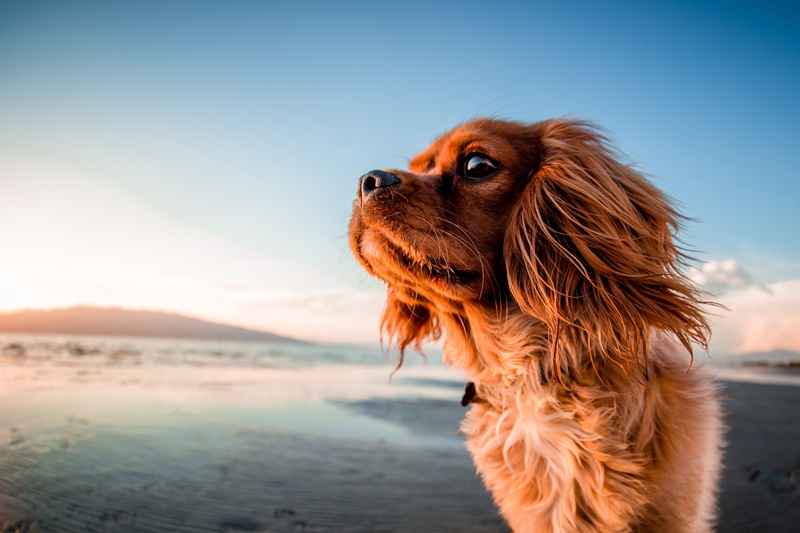 老犬の悩みはこれで解決 食べない 夜泣き 震えの理由と老犬介護