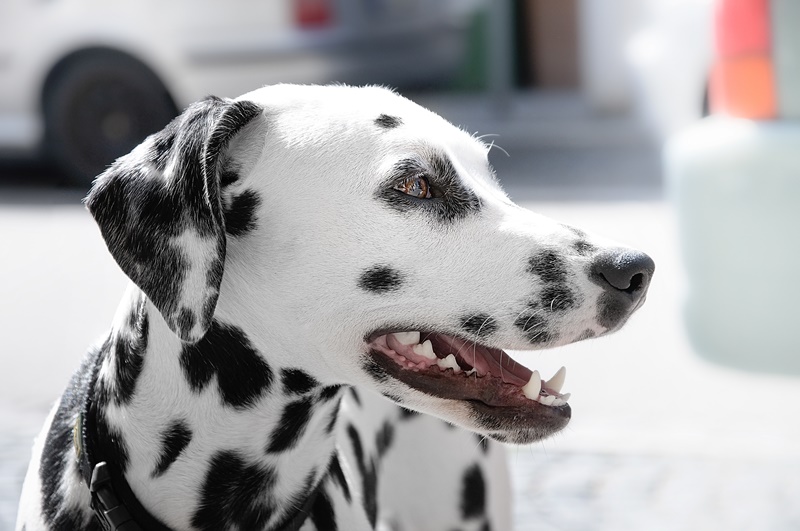 愛犬がくるくる回る本当の理由とは 考えられる病気や原因を徹底解説 愛犬の体調管理室