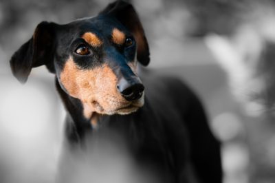 愛犬の尿が臭くなる本当の原因とは？考えられる病気や症状、対処法を徹底解説！
