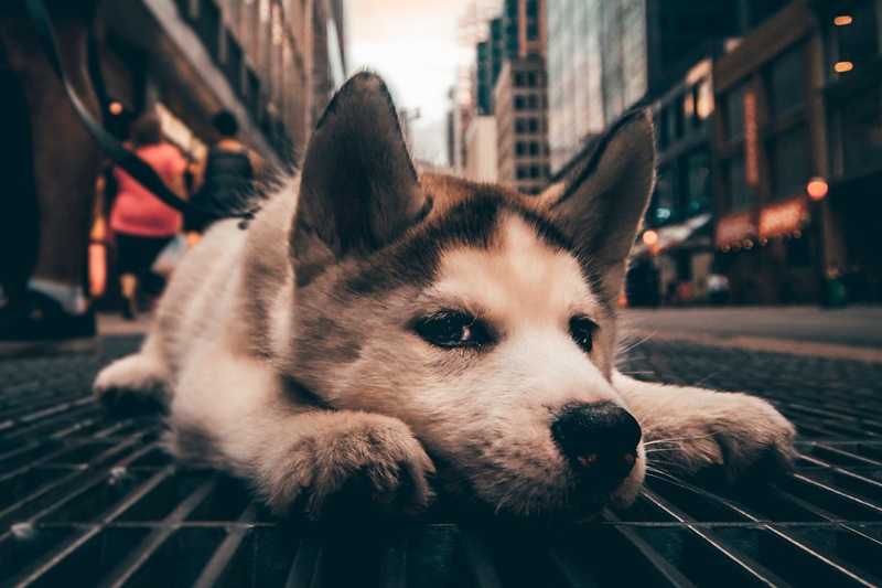 愛犬が震える本当の理由とは 考えられる病気や原因を徹底解説 愛犬の体調管理室