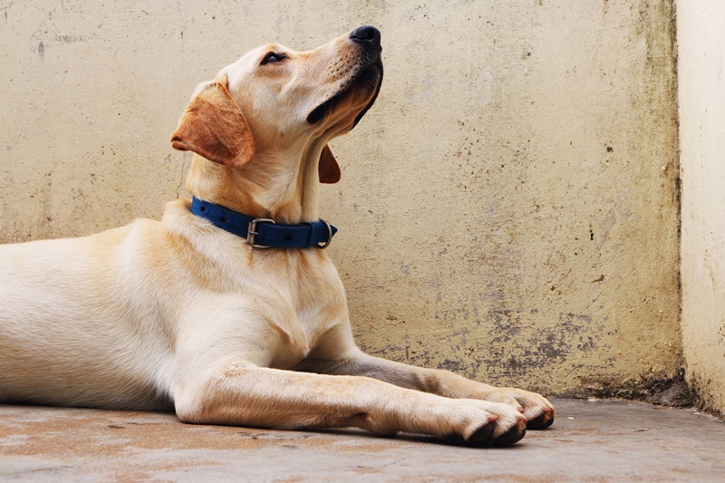 愛犬が震える本当の理由とは 考えられる病気や原因を徹底解説 愛犬の体調管理室